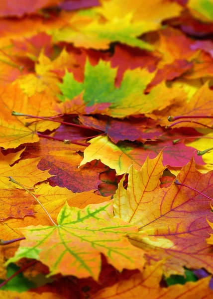 Осень красочные листья фона — стоковое фото