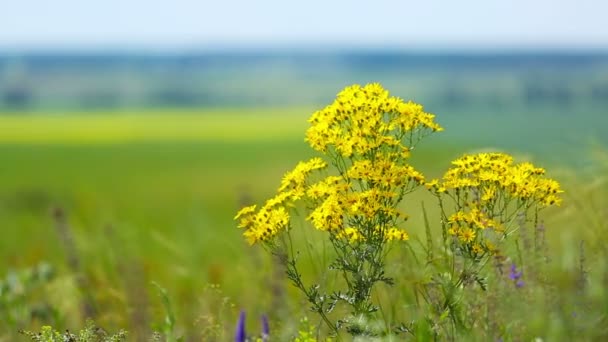 Campo camomilla gialla — Video Stock