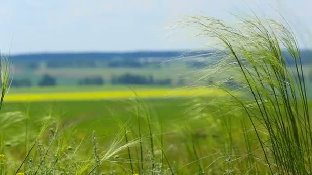 Feather Grass or Needle Grass — Stock Video