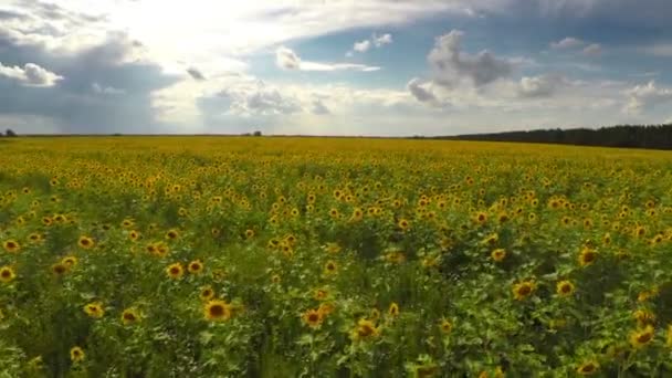 Vliegen over zonnebloemen veld — Stockvideo