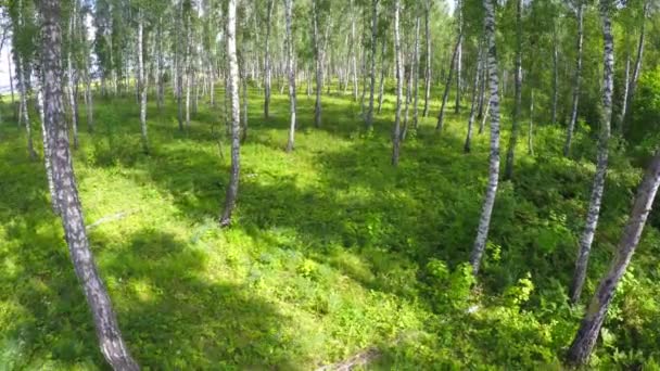 Zomer berk bos — Stockvideo