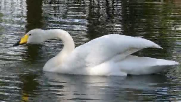 Whooper swan on lake — Stock Video