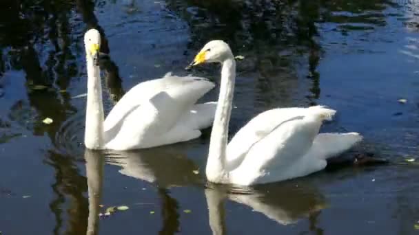Whooper swans on lake — Stock Video