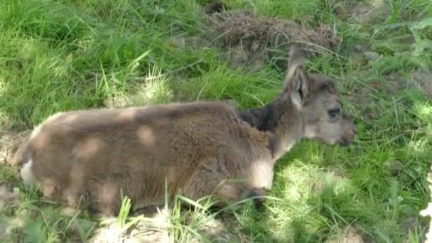 Goatling on green grass — Stock Video