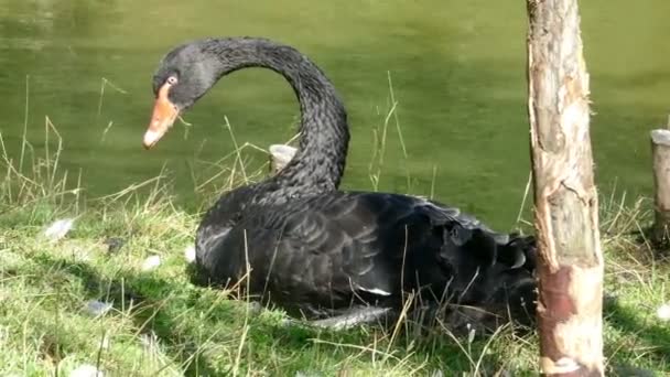 Black swan over water — Stock Video