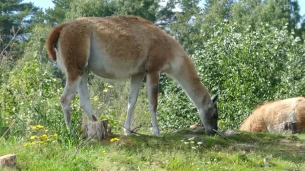 Lama guanaco en el prado — Vídeo de stock