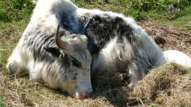 Yak deitado na grama — Vídeo de Stock