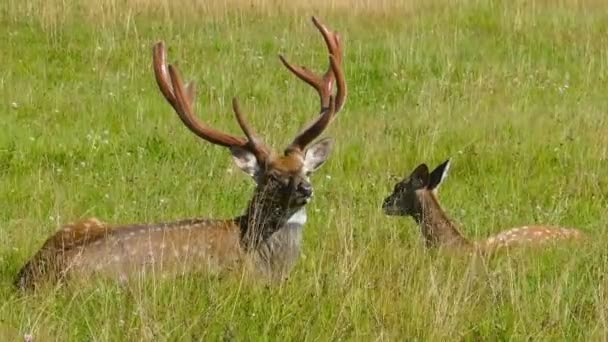 Samiec i samica jeleni w trawie — Wideo stockowe