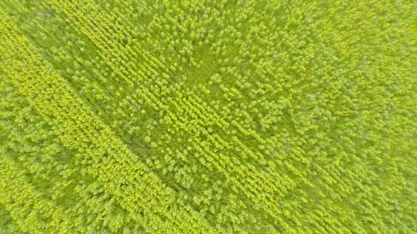 Пролетая над полем подсолнухов — стоковое видео