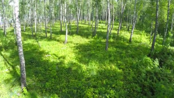 Latanie przez brzozowy las — Wideo stockowe
