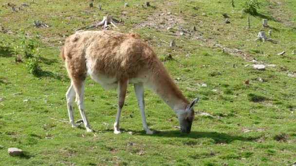 Lama guanaco pastando — Vídeo de stock