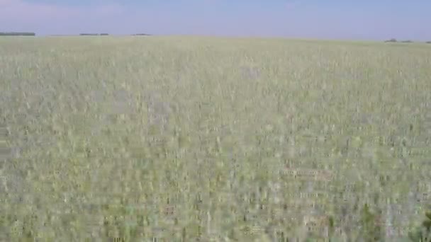 Flight over wheat field — Stock Video