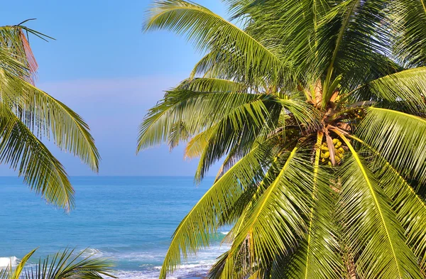 Paesaggio marino con foglie di palma in primo piano — Foto Stock