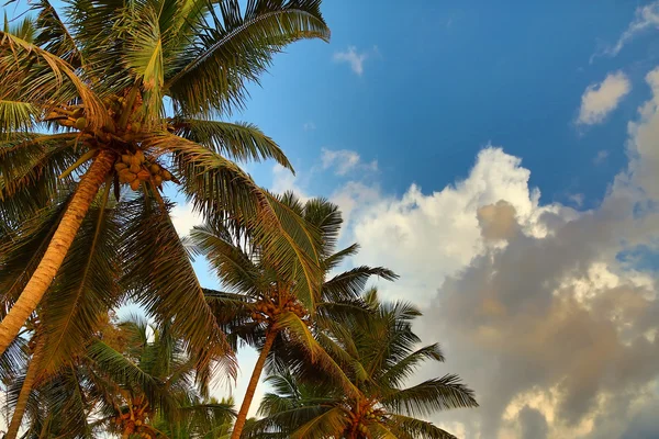Palmen onder de blauwe hemel — Stockfoto