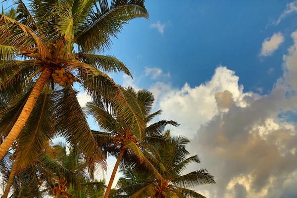 Palmas sob o céu azul — Fotografia de Stock