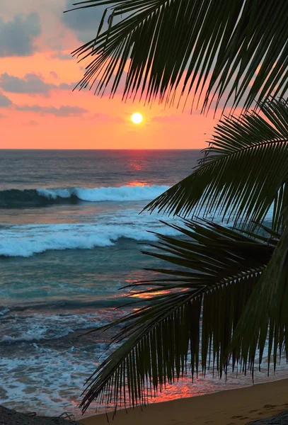 Schöner Sonnenuntergang am Meer und Palmenblätter — Stockfoto
