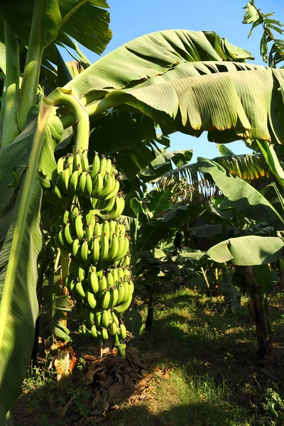 Frutos de banana em plantação — Fotografia de Stock