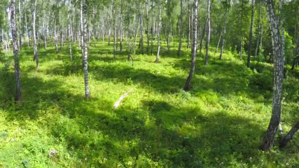 Bosque de abedul verano — Vídeo de stock