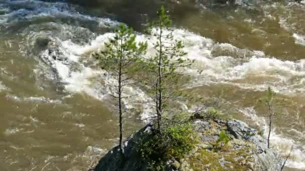 Gran roca con árbol joven — Vídeo de stock