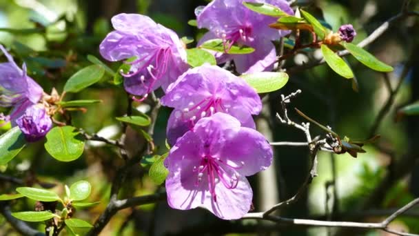 Flores de rododendro de cerca — Vídeos de Stock