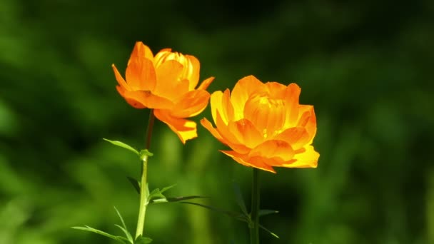 Globe flowers in Siberia — Stock Video