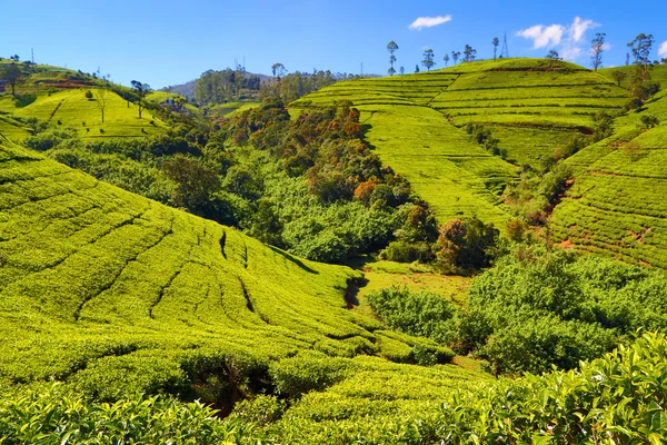 Paesaggio piantagione di tè in Sri Lanka — Foto Stock