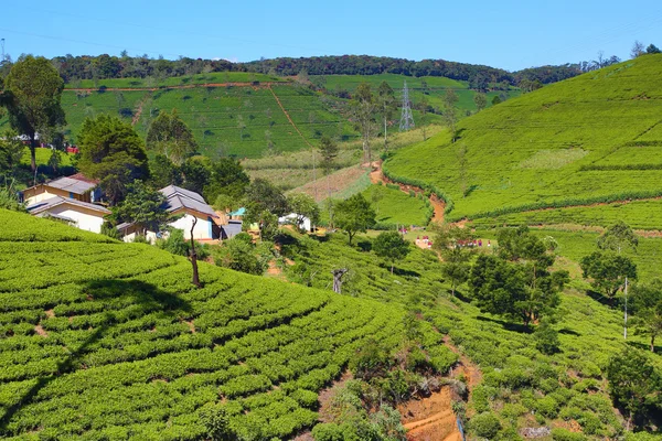 Bergslandskap i sri lanka — Stockfoto