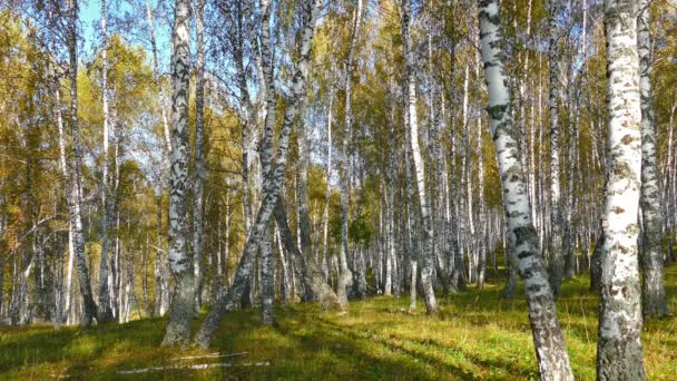 Árboles forestales de abedul — Vídeo de stock