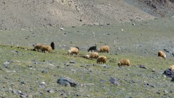 Flock of sheep on mountain — Stock Video