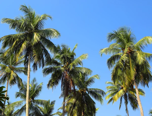 Palme da cocco contro il cielo blu — Foto Stock