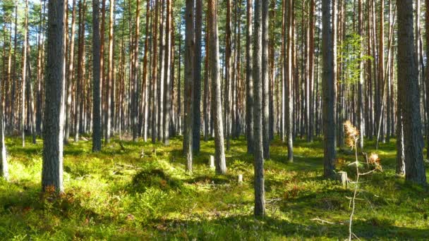 Nordkiefernwald — Stockvideo