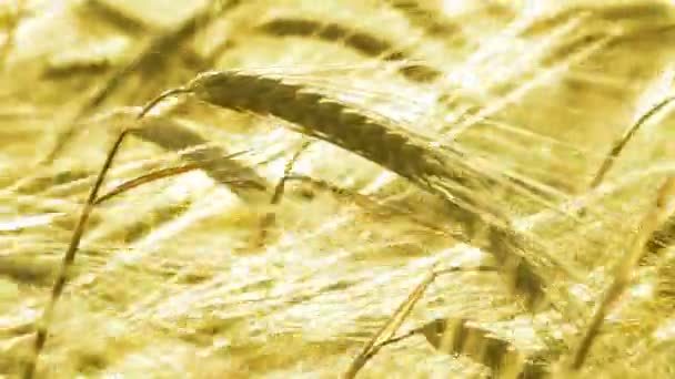 Поле спелой пшеницы — стоковое видео