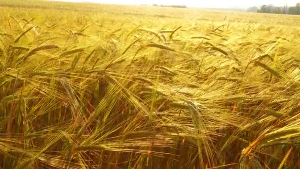Feld aus reifem Weizen — Stockvideo