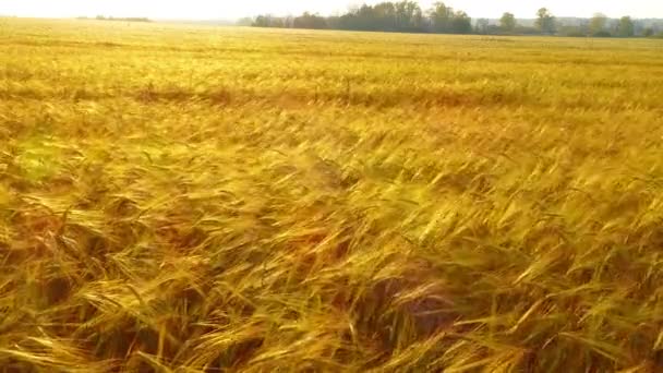 Поле стиглої пшениці — стокове відео