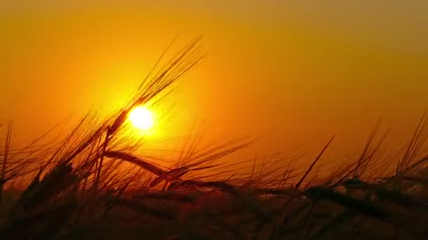 Campo di grano maturo — Video Stock