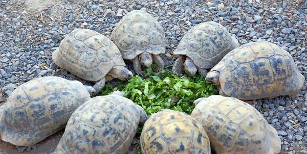 Tortugas jóvenes de pie círculo y comer ensalada —  Fotos de Stock