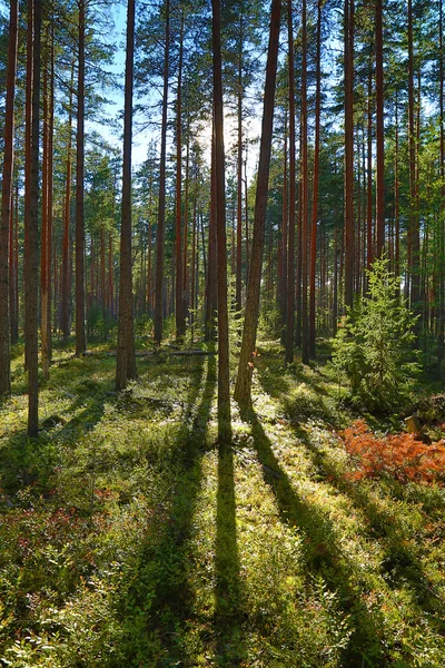 Skuggor av träd i skogen norr — Stockfoto