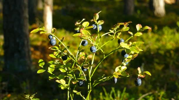 Blueberry matang di hutan — Stok Video