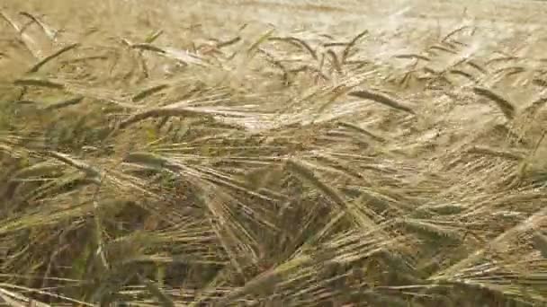 Ripe wheat ears — Stock Video