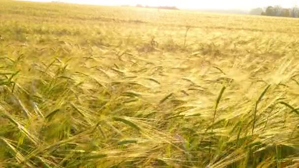 成熟的小麦的耳朵 — 图库视频影像