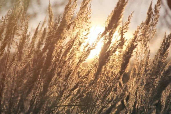 Close-up dry grass field over setting sun background — Stock Photo, Image