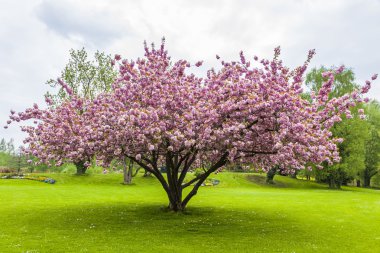 Parktaki güzel sakura ağacı