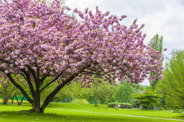 Hermoso árbol de sakura en el parque — Foto de Stock