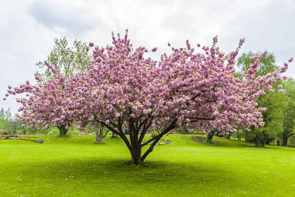 Hermoso árbol de sakura en el parque — Foto de Stock