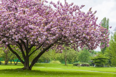 Parktaki güzel sakura ağacı