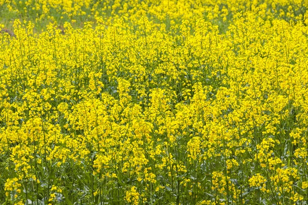 Rapeseed field in the springtime — Stock Photo, Image