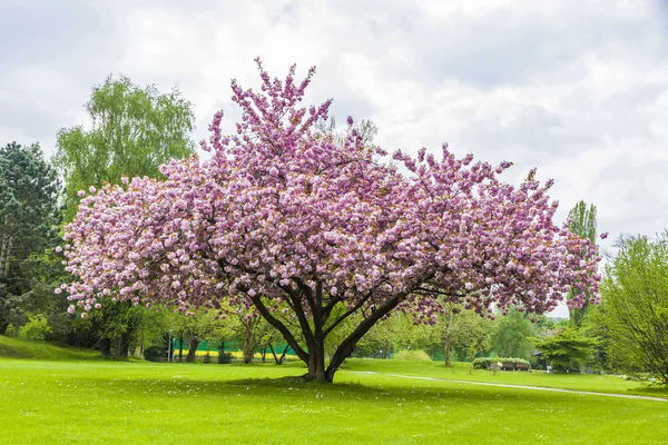 Beautiful sakura tree in the park Royalty Free Stock Photos