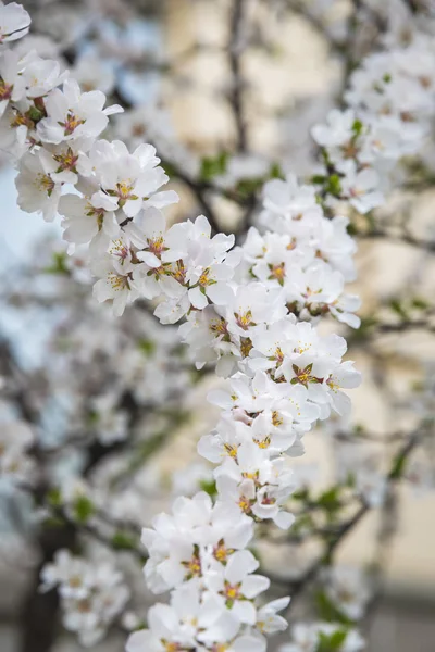 Bloemen van de kersenbloesem in de lente — Stockfoto