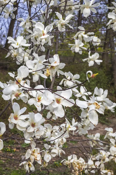 Magnolia drzewo o białych kwiatach — Zdjęcie stockowe
