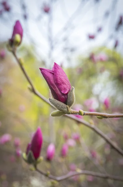 Bloeiende roze magnolia toppen in het voorjaar — Stockfoto